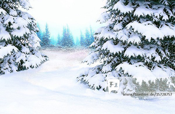 Beautiful winter forest. Spruces covered by white snow in wood. Spruces branches covered with snow. Christmas tree in snow in winter forest. Happy Christmas eve.