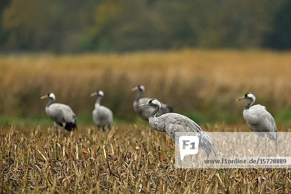 Common Cranes ( Grus grus )  little flock  adults  resting on farmland  corn field  during bird migration  autumn  fall  wildlife  Europe.