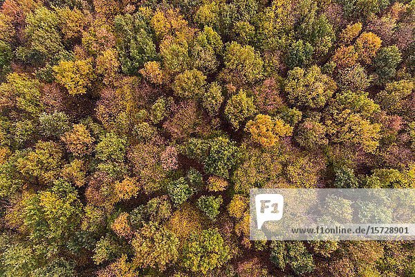 Trees in autumn  autumnal colored tree tops in fall  aerial shot of a forest  deciduous trees  nature colors in fall  birds eye view  Europe. (