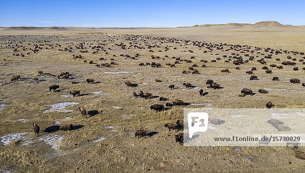 Wright  Wyoming - Bison graze on the Durham Bison Ranch in northeastern Wyoming. The ranch raises about 3 000 bison on its 55 000 acres.