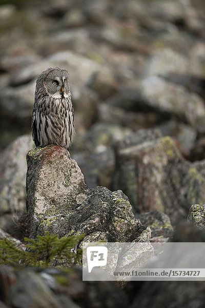 Great Grey Owl / Bartkauz ( Strix nebulosa ) perched on an exposed rock in its typical open habitat  lowland  rocky area.
