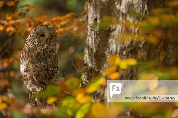 Ural Owl / Habichtskauz (Strix uralensis)  adult bird of prey  perched in a tree in fall  surrounded by autumnal coloured leaves.