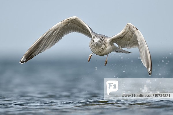 European Herring Gull ( Larus argentatus ) taking off from water  baltic sea  starting  in flight  flying  frontal shot  wildlife  Europe.