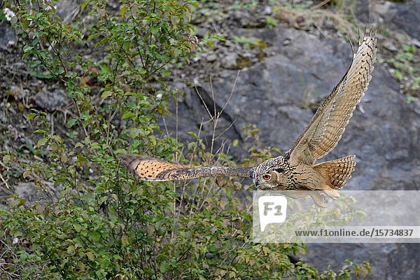 Northern Eagle Owl / Europaeischer Uhu (Bubo bubo) in flight through an old quarry  wildlife  Germany..