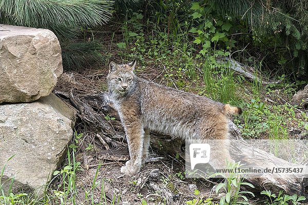 : Etats-Unis  Minnesota   Lynx du Canada (Lynx canadensis)  captif / United Sates  Minnesota  Canadian Lynx (Lynx canadensis)  captive.