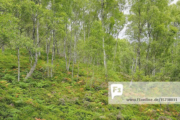 Craigellachie National Nature Reserve  Scotland.