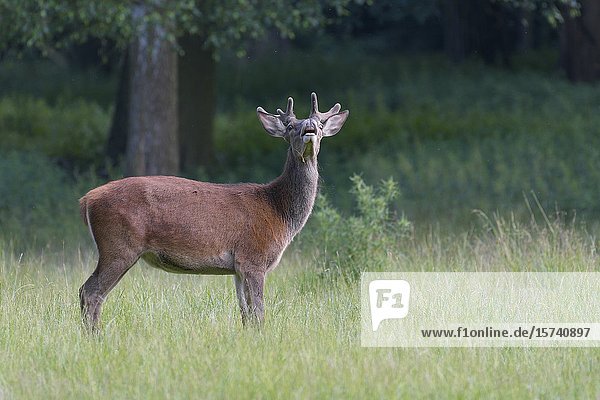 Red deer (Cervus elaphus) in summer  Hesse  Germany  Europe.