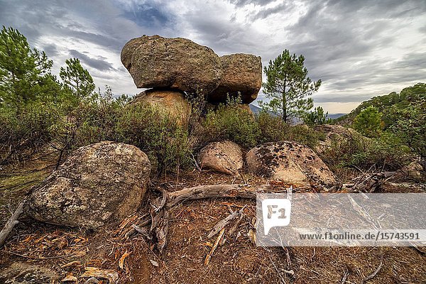 Granite rocks  cistus and conifers at Iruelas Valley. Avila. Spain. Europe.