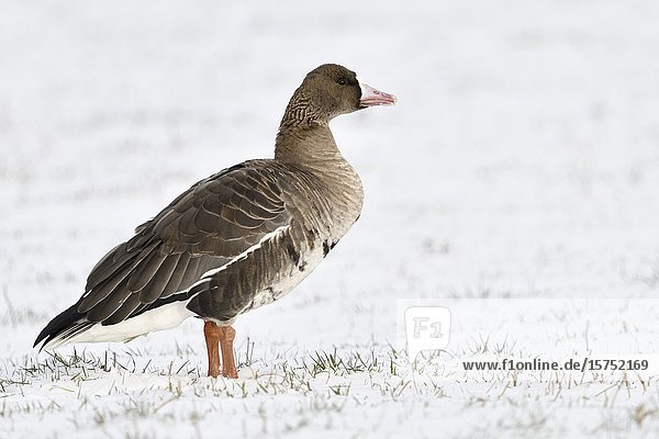 White-fronted Goose / Blaessgans ( Anser albifrons )  arctic winter guest  single bird  one alone  standing on snow covered farmland  wildlife  Europe.