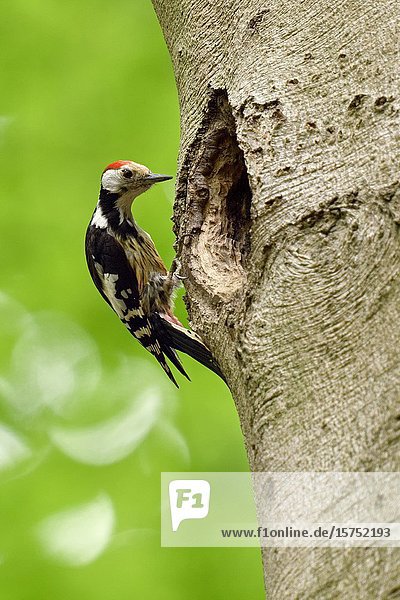 Middle Spotted Woodpecker ( Leiopicus medius ) perched in front of an oversized nesting hole / tree hole of a black woodpecker  looks funny  wildlife  Europe.
