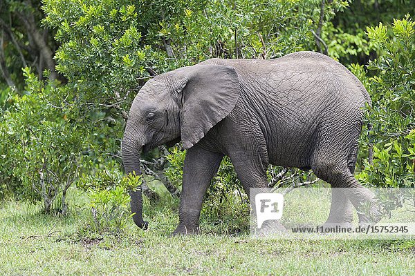 African elephant  Loxodonta africana  Masai Mara National Reserve  Kenya  Africa.