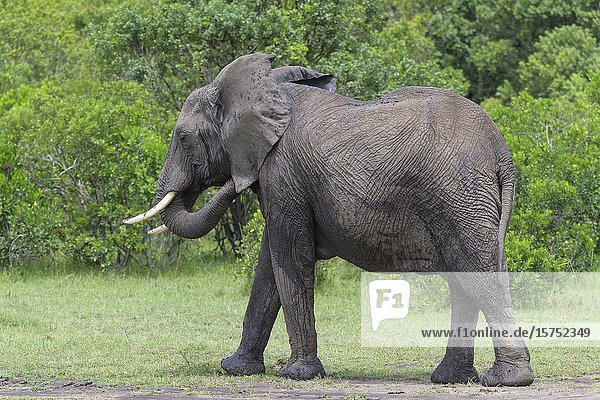 African elephant  Loxodonta africana  Masai Mara National Reserve  Kenya  Africa.