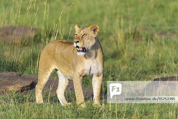 African lion  Panthera Leo  female  Masai Mara National Reserve  Kenya  Africa.