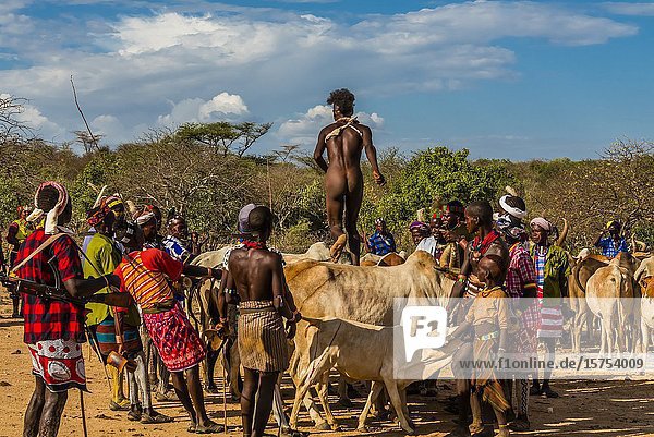 Hamer tribe bull jumping ceremony (Ukuli Bula)  which is a rite of passage initiating a boy into manhood. The boy must run (nude) back and forth twice across the backs of a row bulls or castrated steers. Omo Valley  Ethiopia.