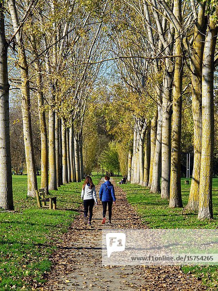 Row of poplar  populus  trees  Marmande  Lot-et-Garonne Department  Nouvelle Aquitaine  France.
