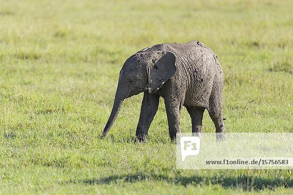 African elephant  Loxodonta africana  young  Masai Mara National Reserve  Kenya  Africa.