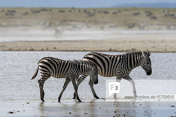Steppenzebras (Equus quagga)  Ndutu  Ngorongoro-Schutzgebiet  Serengeti  Tansania
