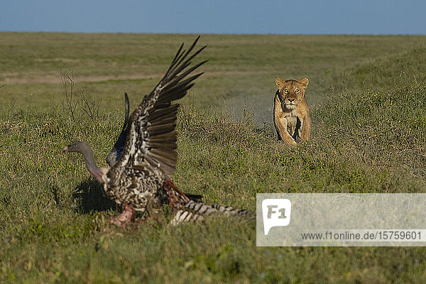 Lioness (Panthera leo) running to scare white-backed vulture (Gyps africanus) on carcass Seronera Serengeti National Park Tanzania