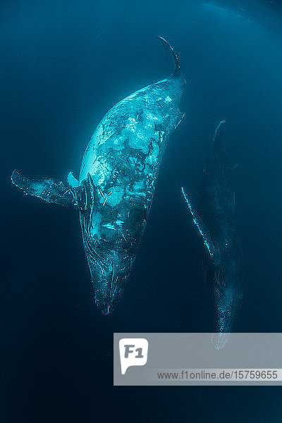 Humpback whales