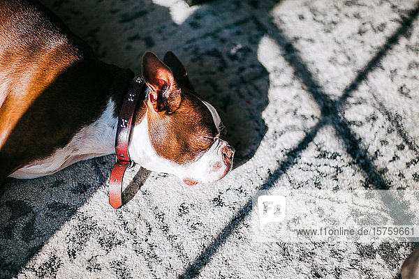 Französische Bulldogge schläft auf Teppich