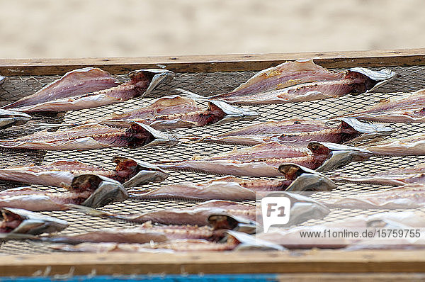 Gutted fish drying in sun on beach Nazare Portugal