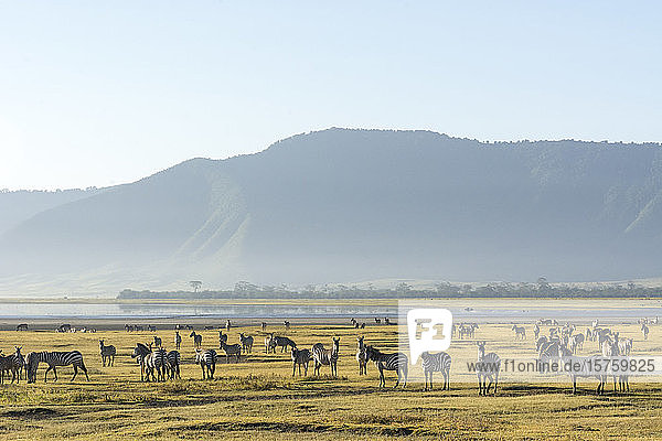 Eifer des gemeinen Zebras (Equus quagga)  Ngorongoro-Krater  Ngorongoro-Schutzgebiet  Serengeti  Tansania