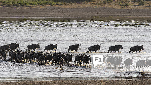 Wandernde Gnus (Connochaetes taurinus) überqueren den See  Ndutu  Ngorongoro-Schutzgebiet  Serengeti  Tansania
