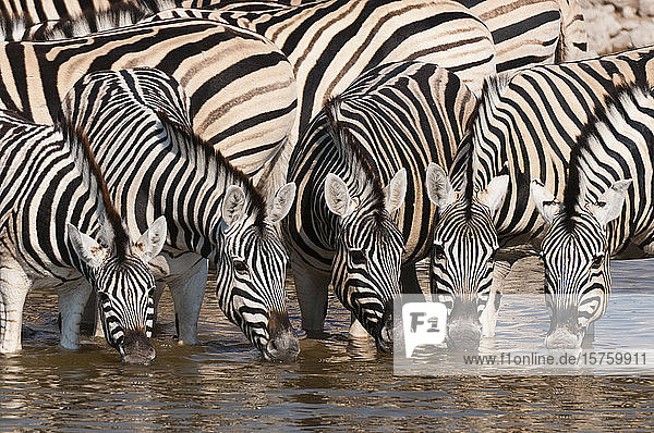 Eifer der Burchell-Zebras (Equus burchellii) beim Trinken am Wasserloch  Etoscha-Nationalpark  Namibia