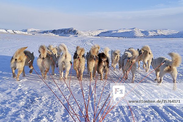 Greenland dogs pulling a sled.