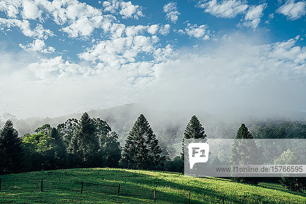 Tranquil Szene Nebel Pause über sonnigen grünen Bäumen Taree Australien