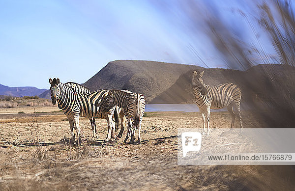 Zebras im sonnigen Wildschutzgebiet Sanbona Kapstadt Südafrika