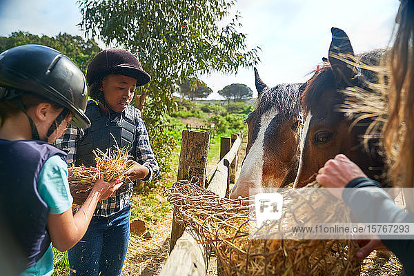 Mädchen füttern Heu an Pferde am Zaun
