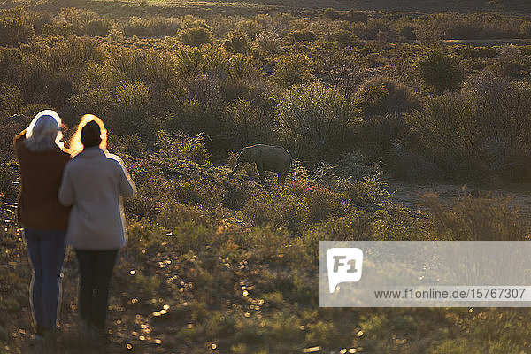 Frauen auf Safari beobachten ein Elefantenkalb im Grasland in Südafrika