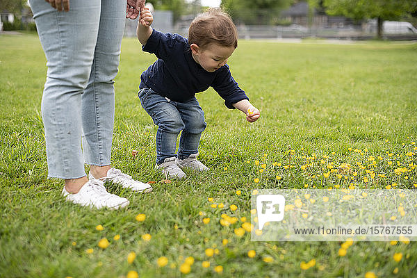 Cute innocent toddler girl picking flowers in park grass