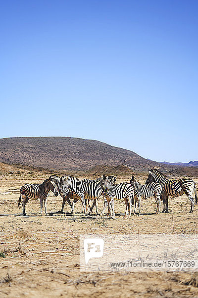 Zebras on sunny wildlife reserve Sanbona Cape Town South Africa