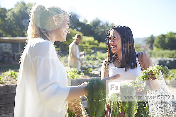Lächelnde Frauen bei der Gemüseernte im sonnigen Garten