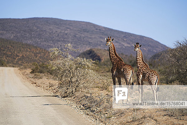 Giraffen am sonnigen Straßenrand im Wildtierreservat in Südafrika