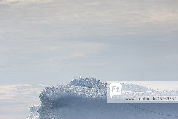 Vögel auf schmelzenden Eisbergen in Grönland