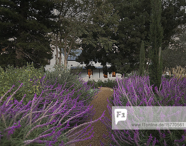 Idyllic tranquil lavender path leading to house