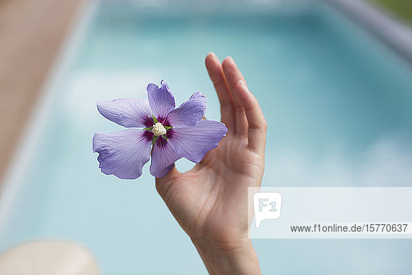 Close up hand holding tropical purple hibiscus at poolside