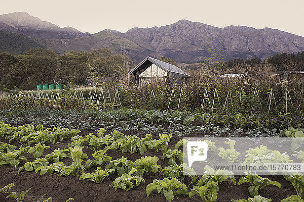 Vegetable garden and rural house below tranquil mountains