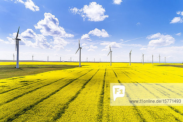 Large wind turbines and a flowering canola field with blue sky and clouds  East of Pincher Creek; Alberta  Canada