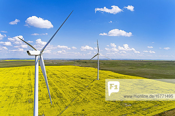 Large wind turbines and a flowering canola field with blue sky and clouds East of Pincher Creek; Alberta Canada
