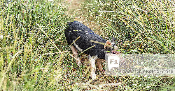 Schwein  das auf einem ausgetretenen Pfad in hohem Gras steht; Armstrong  British Columbia  Kanada