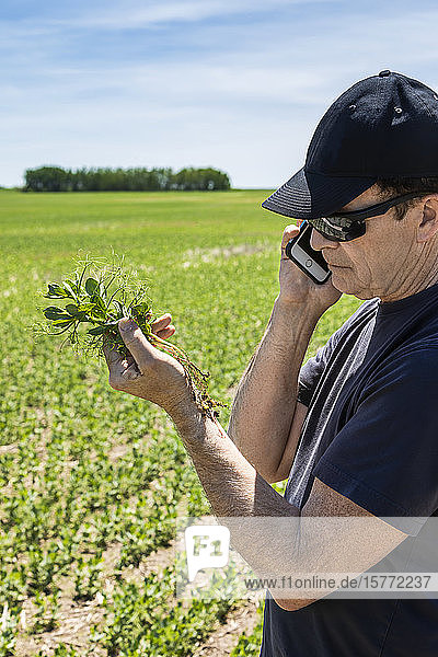 Landwirt  der einen Setzling in der Hand hält  während er ein Smartphone benutzt  mit einem Acker und einer Ernte im Hintergrund bei Sonnenuntergang; Alberta  Kanada