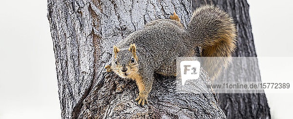 Fuchshörnchen (Sciurus niger) in einem Baum; Denver  Colorado  Vereinigte Staaten von Amerika