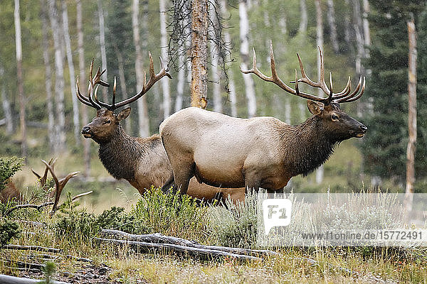 Drei Ellbogenbullen (Cervus canadensis) stehen in einem Wald; Estes Park  Colorado  Vereinigte Staaten von Amerika