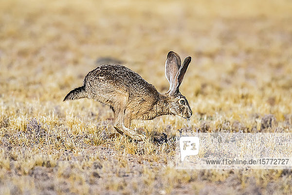 Schwarzschwanz-Kaninchen (Lupus californicus)  das durch ein offenes Feld hoppelt; Casa Grande  Arizona  Vereinigte Staaten von Amerika