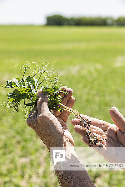 Farmer holding a seedling in his hand examining the roots with a farm field and crop in the background at sunset; Alberta  Canada
