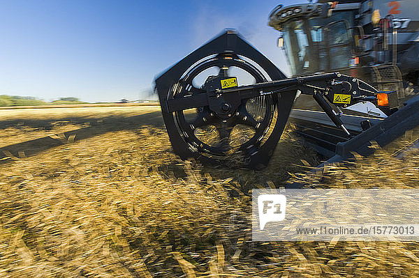 A combine harvester straight cuts in a mature standing field of canola during the harvest  near Lorette; Manitoba  Canada